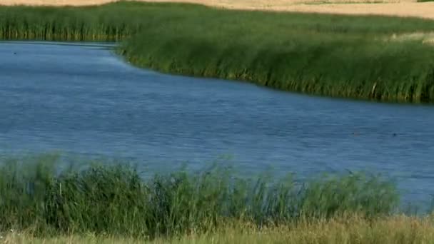 Tiempo de lapso de estanque con soplado de hierba . — Vídeos de Stock