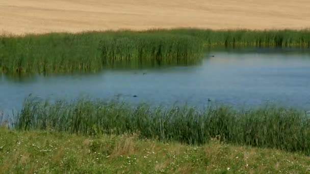 Lapso de tempo de lagoa com grama soprando . — Vídeo de Stock