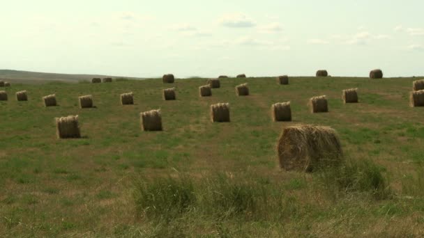 Тюки сена в поле. — стоковое видео