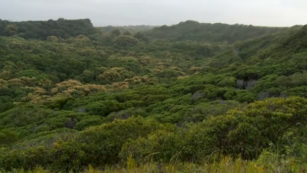 Groene jungle vallei met haze - maui hawaii - time-lapse — Stockvideo