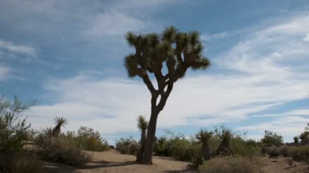 Joshua tree nachts — Stockvideo