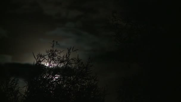 Temps écoulé de la pleine lune se levant derrière Joshua Tree 