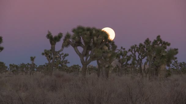 Lasso di tempo di luna piena sorge dietro joshua tree — Video Stock