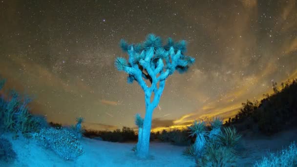 Joshua Tree at Night — Stock Video