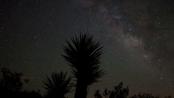 Star Lapse of Yucca Plant — Stock Video
