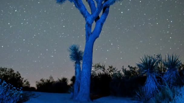 Lapso de estrella de Joshua Tree — Vídeo de stock