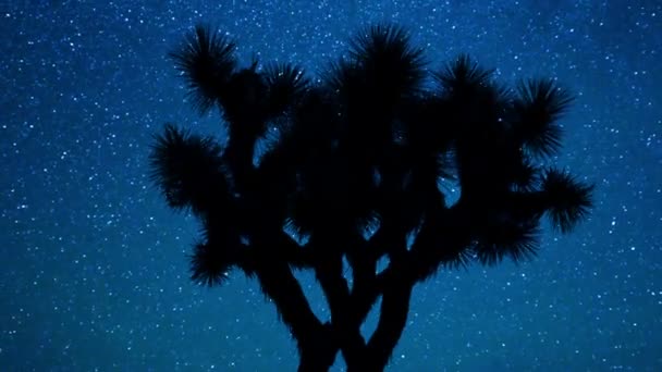 Hvězda uplynutí joshua tree — Stock video