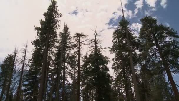 Nuvens Árvores lapso de tempo — Vídeo de Stock