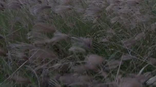 Colas de gato en un prado — Vídeos de Stock