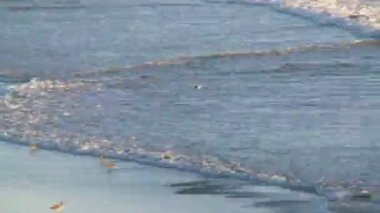 plaj kalabalık - okyanus dalgalarının zaman atlamalı