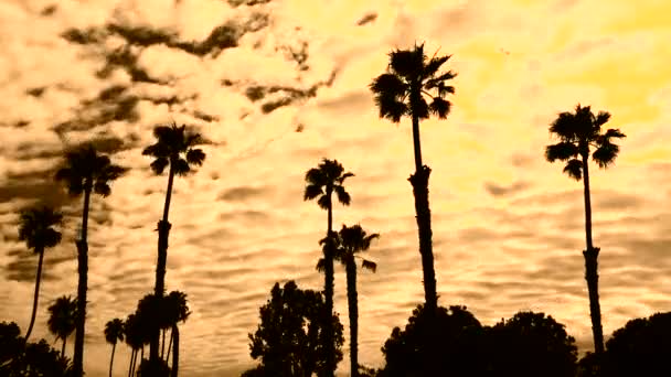Sonnenuntergang hinter der Palme