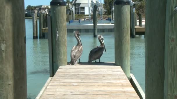 Pelicans on a Dock - Time Lapse — Stock Video