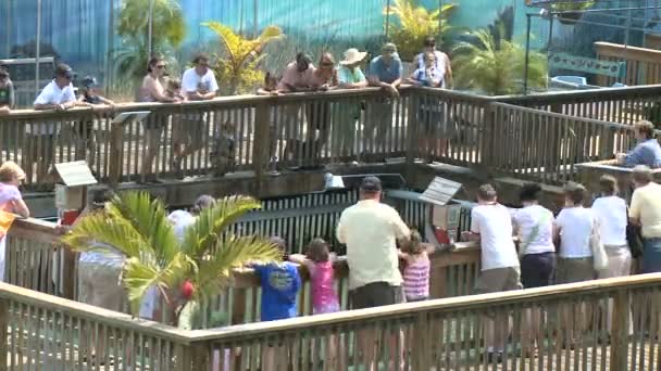 Timelapse - Acuario Key West — Vídeos de Stock