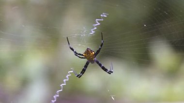 örümcek web ile