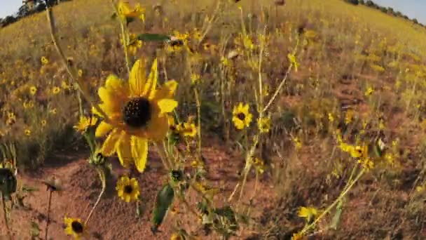 Дикі квіти - Уповільнена зйомка — стокове відео