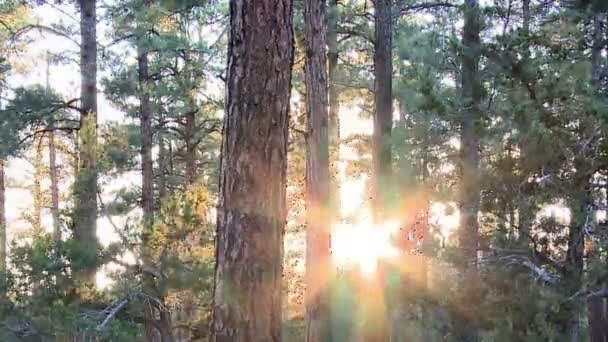 Upływ czasu od słońca przez drzewa - zachód — Wideo stockowe