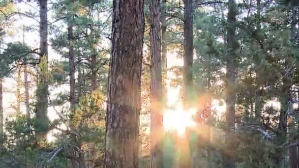 Tid förflutit av solnedgången genom träden - sunset — Stockvideo