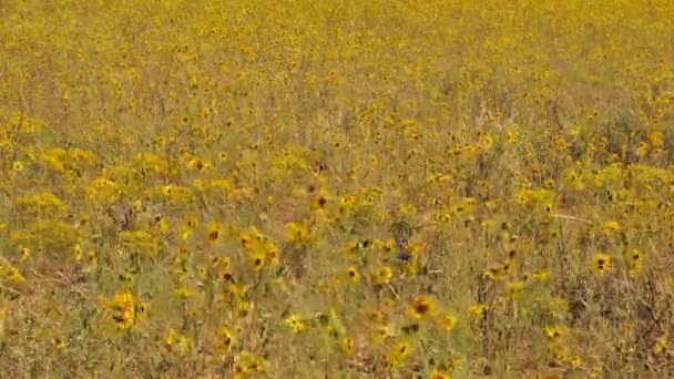 Flores silvestres - Time Lapse — Vídeos de Stock