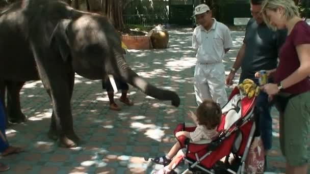 Elephants at Wildlife Zoo Thailand — Stock Video