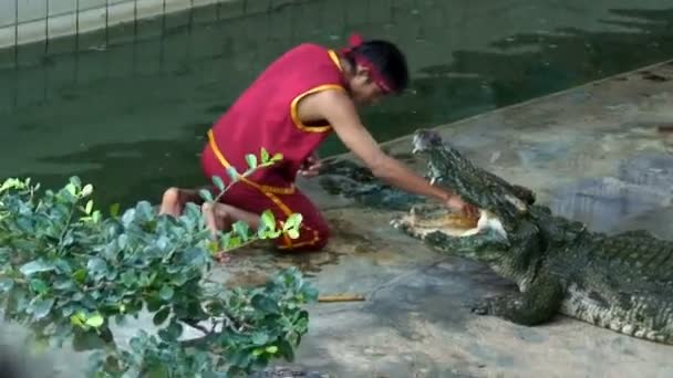Аллигаторы в зоопарке Таиланда — стоковое видео