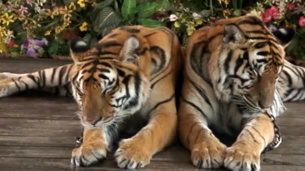 Tijgers op wildlife park thailand — Stockvideo