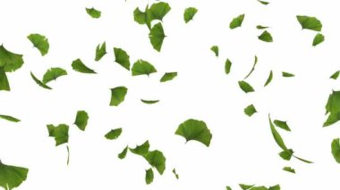 düşen gingko yaprakları - Alfa maskeli ve cg animasyonu döngüye