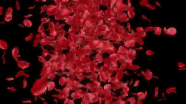 Petali di rosa rossa che cadono — Video Stock