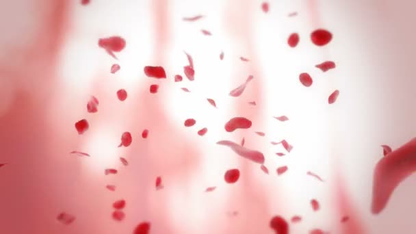 Red rose petals falling — Stock Video