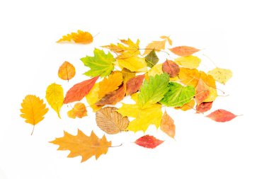 Beyaz arka planda renkli sonbahar yaprakları yığını. Yüksek kalite fotoğraf