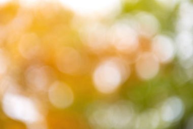 Renkli sonbahar yaprakları mavi arka plan. Yüksek kalite fotoğraf