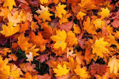 Renkli sonbahar yaprakları fotoğraf arkaplanı. Yüksek kalite fotoğraf