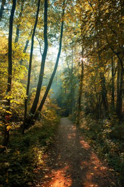 Renkli Sonbahar Ormanı Yolu yaprakları ile - güzel sonbahar manzarası. Yüksek kalite fotoğraf