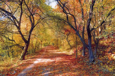Renkli Sonbahar Ormanı Yolu yaprakları ile - güzel sonbahar manzarası. Yüksek kalite fotoğraf