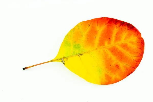 Feuilles Automne Colorées Isolées Sur Fond Blanc Photo Haute Qualité — Photo