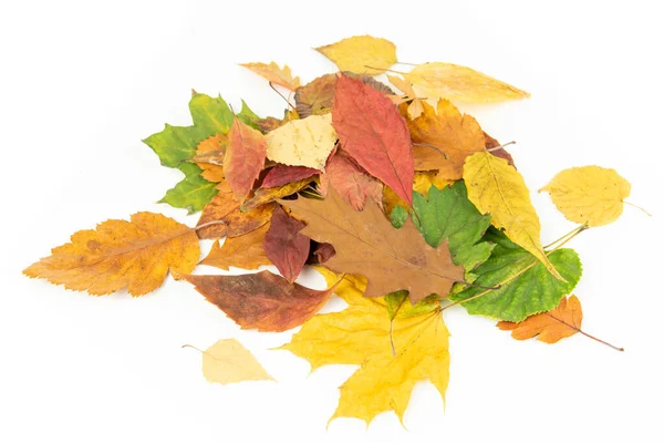 Barevná Hromada Podzimních Listů Bílém Pozadí Kvalitní Fotografie — Stock fotografie