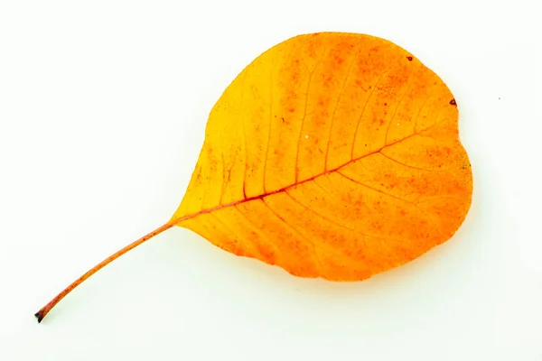 Kleurrijke Herfstbladeren Geïsoleerd Witte Achtergrond Hoge Kwaliteit Foto — Stockfoto