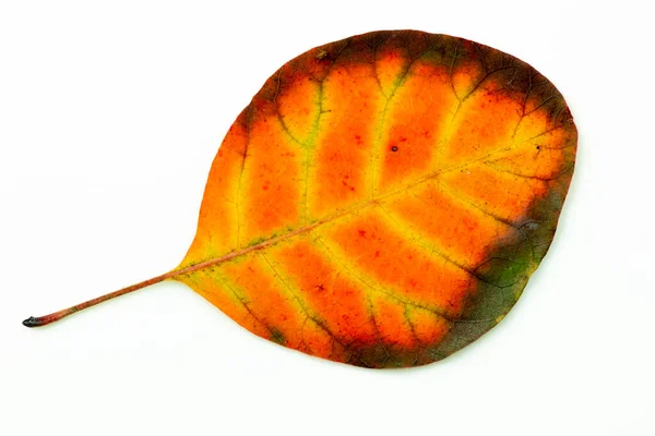 Hojas Coloridas Otoño Aisladas Sobre Fondo Blanco Foto Alta Calidad — Foto de Stock