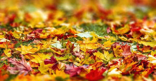 Colorfull Autumn Leaves Photo Background High Quality Photo — Stock Photo, Image