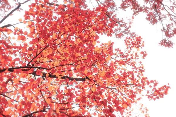 Renkli sonbahar yaprakları fotoğraf arkaplanı. Yüksek kalite fotoğraf