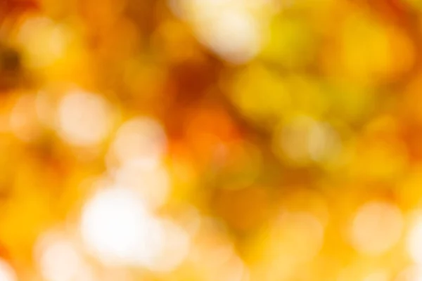 Цветные Осенние Листья Размыты Фон Высокое Качество Фото — стоковое фото