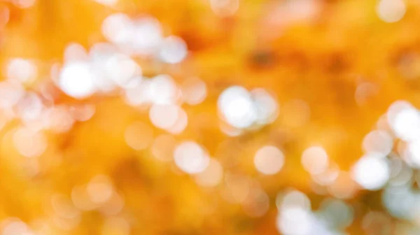 Farbenfrohe Herbstblätter Bläulichen Hintergrund Hochwertiges Foto — Stockfoto