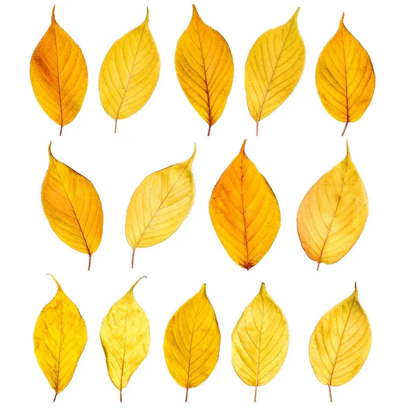 Barevné Podzimní Listy Fotografie Pozadí Kvalitní Fotografie — Stock fotografie
