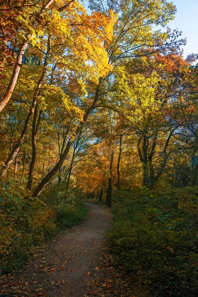 Kolorowa Jesienna Ścieżka Leśna Liśćmi Piękne Jesienne Krajobrazy Wysokiej Jakości — Zdjęcie stockowe