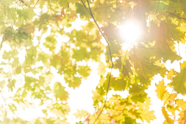 Farbenfrohe Herbstblätter Foto Hintergrund Hochwertiges Foto — Stockfoto