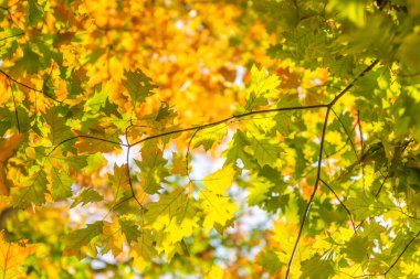 Renkli sonbahar yaprakları fotoğraf arkaplanı. Yüksek kalite fotoğraf