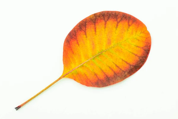 Hojas Coloridas Otoño Aisladas Sobre Fondo Blanco Foto Alta Calidad — Foto de Stock