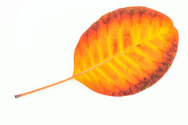 五彩缤纷的秋天树叶在白色的背景上与世隔绝 高质量的照片 — 图库照片