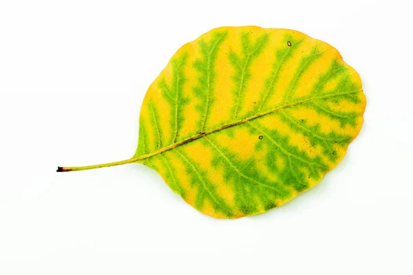 Folhas Outono Coloridas Isoladas Fundo Branco Foto Alta Qualidade — Fotografia de Stock