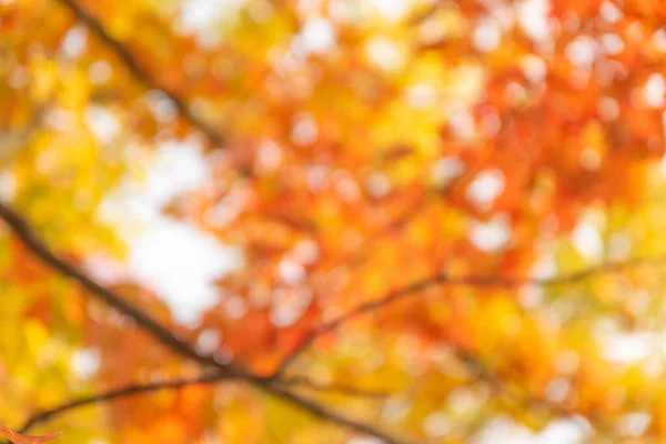 Farbenfrohe Herbstblätter Foto Hintergrund Hochwertiges Foto — Stockfoto