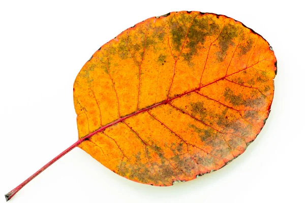 Folhas Outono Coloridas Isoladas Fundo Branco Foto Alta Qualidade — Fotografia de Stock